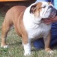 CH Bulldesharonbull Michael Jackson, www.sharonbull.com, Bulldog